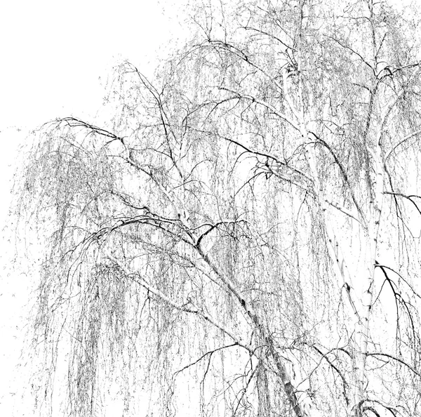 しだれウィローの枝 — ストック写真
