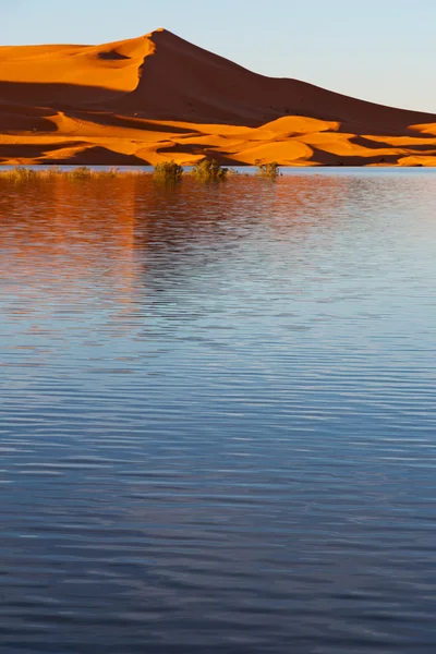 Sunshine in the lake yellow  desert of morocco sand and     dune — Stock Photo, Image