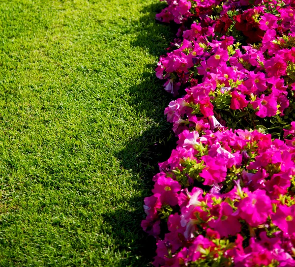 In oman bloemen en de kleuren van de lente tuin — Stockfoto