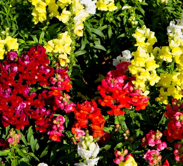 В цветниках и саду весенние краски — стоковое фото