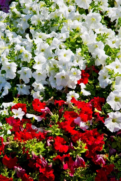 In oman flowers and garden  the spring colors — Stock Photo, Image