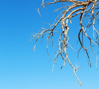 Umman eski ölü ağaç ve gökyüzü ışık