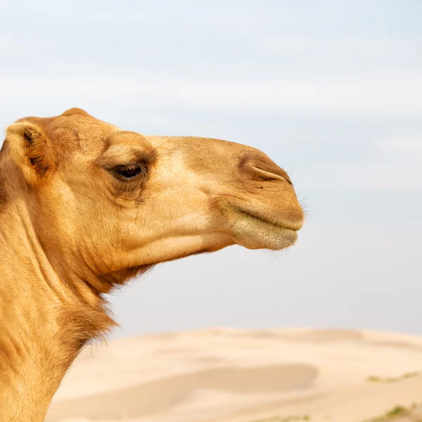 Dans oman quartier vide du désert un dromadaire libre près du ciel — Photo