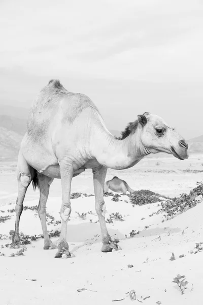 Em oman vazio quarto de deserto um dromedário livre perto do mar — Fotografia de Stock