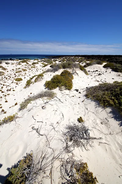 Espagne île blanc plante noir roches lanzarote — Photo