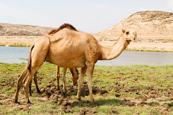 In oman cammello vuoto quartiere del deserto un dromedario libero vicino alla — Foto Stock