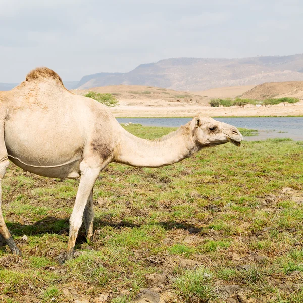 W oman camel pusty kwartał z pustynny wolna dromader w pobliżu — Zdjęcie stockowe