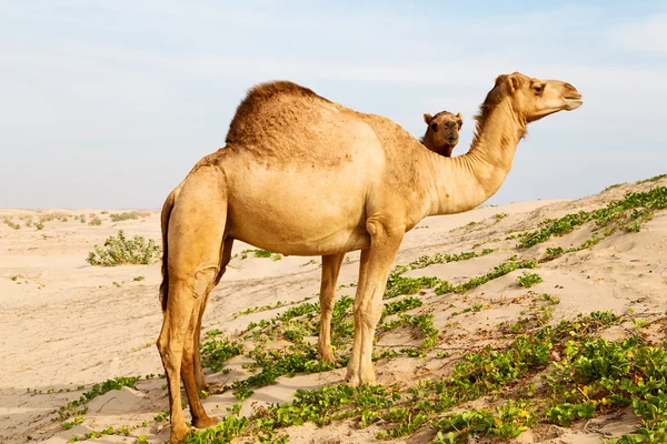 In oman quartiere vuoto del deserto un dromedario libero vicino al mare — Foto Stock