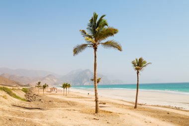 Umman Arapça Denizde kum plaj gökyüzü ve yarış yakınındaki tepenin palmiye