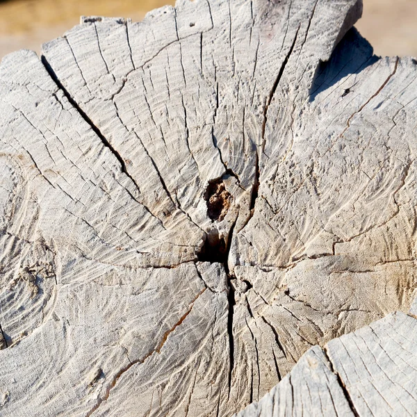 Texture abstraite d'un arbre — Photo