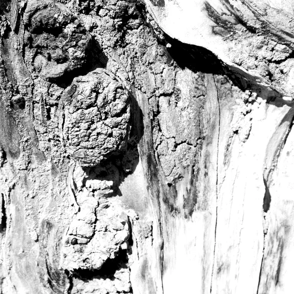 Abstrakte Textur eines Baumes — Stockfoto