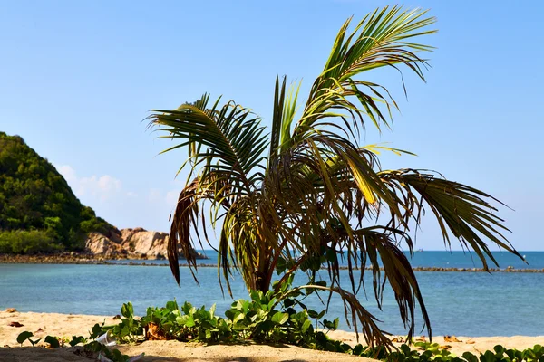 Asien in der Bucht der Insel Koh Phangan weiße Strandfelsen — Stockfoto