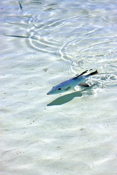 Little fish   isla contoy         in  roath  drop sunny day  wav — Stock Photo, Image