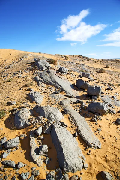 Arbusto viejo fósil en el cielo de piedra — Foto de Stock