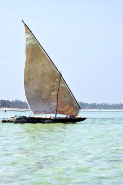 plaj zanzibar deniz yosunu   