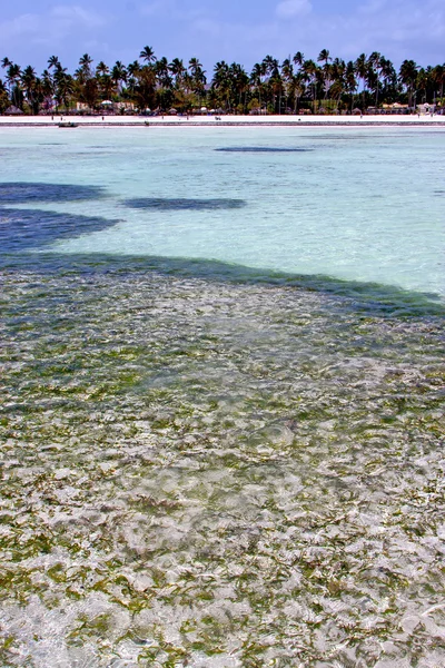 Plage d'algues dans le ciel de l'île et la voile — Photo