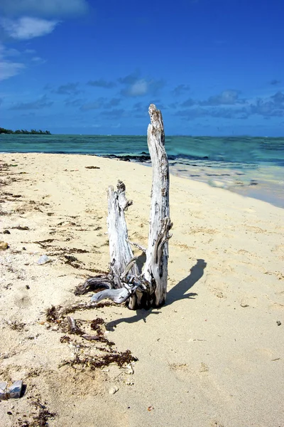 Ile du cerfs wodorostów indian ocean opoka — Zdjęcie stockowe