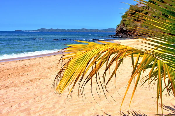 Andilana beach tång i Indiska oceanen blad — Stockfoto