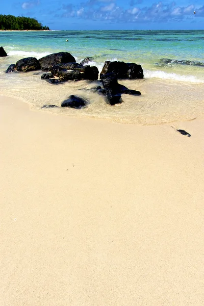 Ile du cerfs řas v Indickém — Stock fotografie