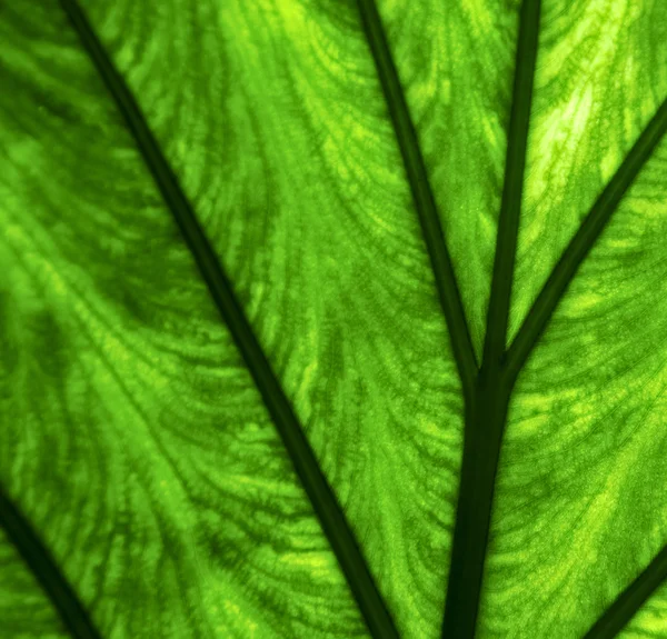 Абстрактний фон макро крупним планом з зеленого — стокове фото