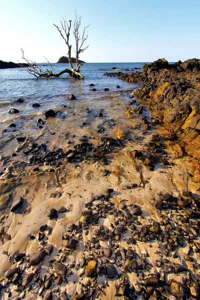 Andilana   seaweed in indian ocean  mountain   sand isle  sky  r — Stock Photo, Image