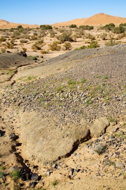  Bush fosil morocco sahara ve  