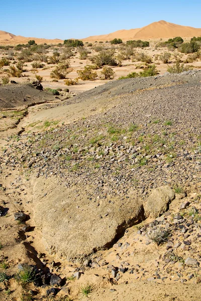 Fósil de arbusto en el de morocco sahara y — Foto de Stock