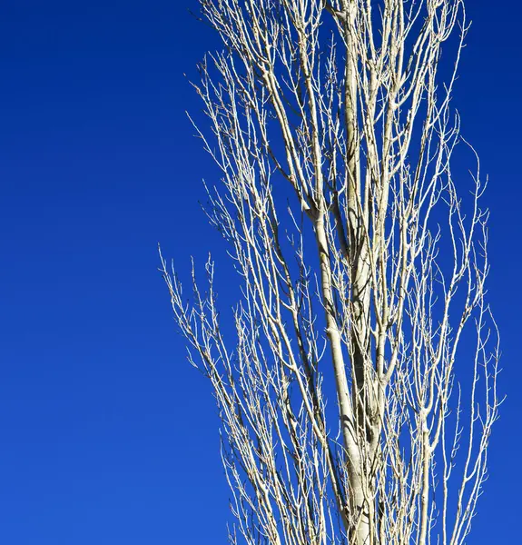 Madera muerta en el cielo morocco africa invierno —  Fotos de Stock