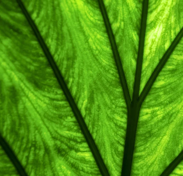 Abstrait fond macro gros plan d'un vert — Photo