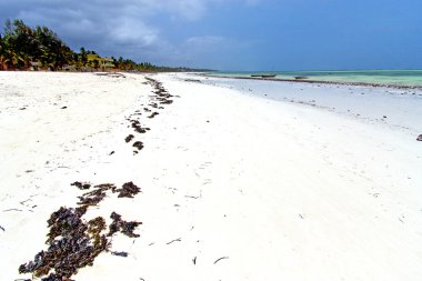 zanzibar Hint Beach'te deniz yosunu  
