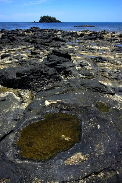 Wścibski być, andilana plaża, Madagaskar — Zdjęcie stockowe