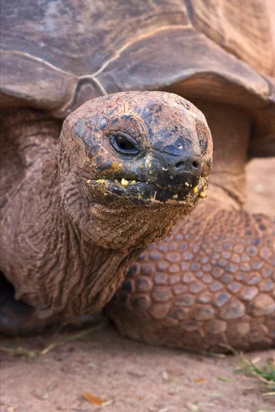 Kaplumbağa Madagaskar meraklı olarak — Stok fotoğraf
