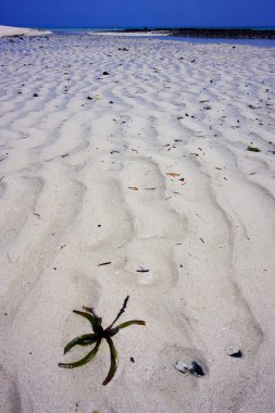 plaj ve kum kum zanzibar banka
