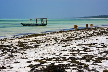 Tanzanya zanzibar inekleri