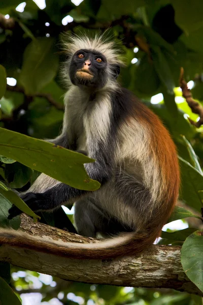 Ape in zanzibar — Stock Photo, Image