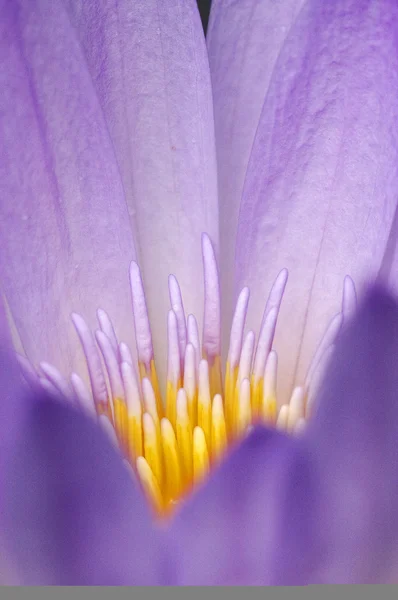 Flor en el jardín de pamplemousses — Foto de Stock