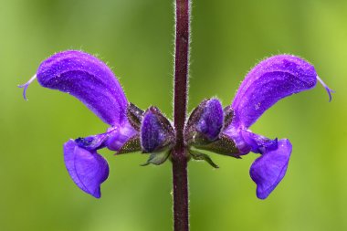 Menekşe glechoma hederacea labiate 