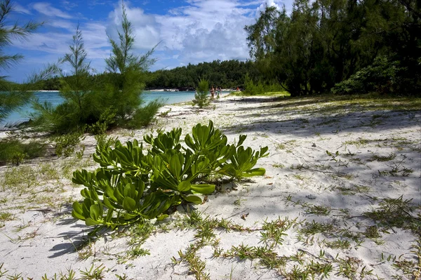 Tuleja w ile du cerfs mauritius — Zdjęcie stockowe