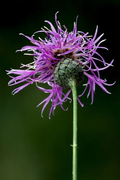 Centaurea scabiosa jacea composite violet flower — Stock Photo, Image