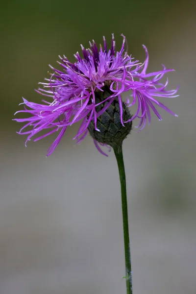 Centaurea scabiosa  composite violet flower — Stock Photo, Image