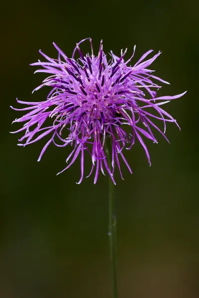 Centaurea scabiosa jacea composto — Fotografia de Stock