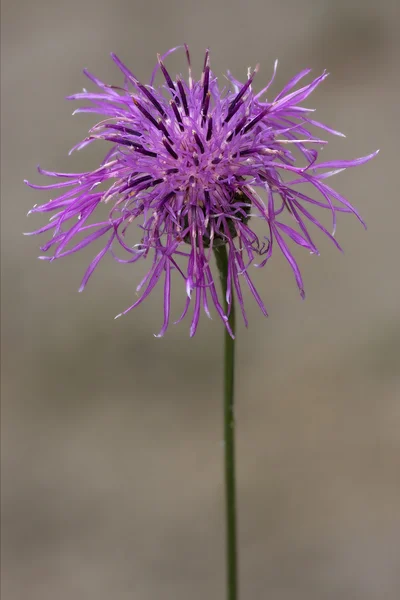 Centaurea scabiosa jacea —  Fotos de Stock