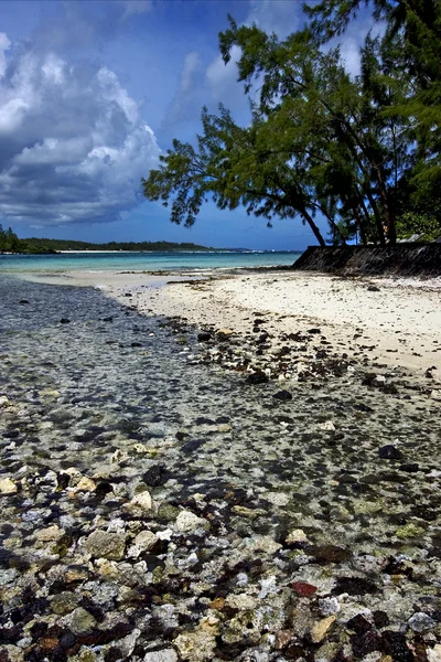 Ile du cerfs — Zdjęcie stockowe