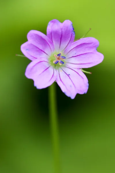 Ve starém světě — Stock fotografie