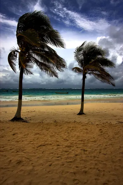 Strand zeewier en kustlijn in playa paradiso — Stockfoto