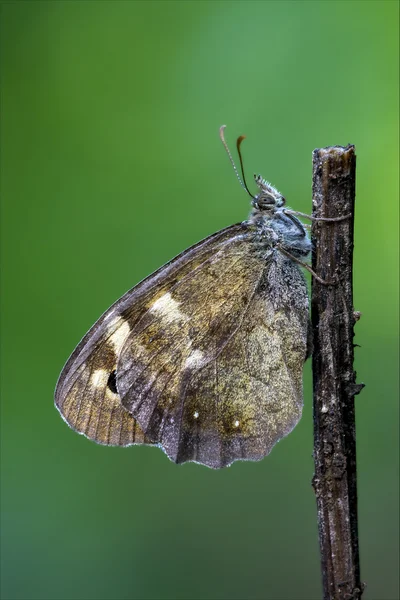 Butterfly resting in a branch — Stock Photo, Image