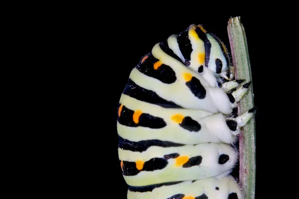 Глава Papilio Macaone — стоковое фото
