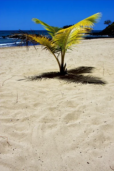 Nosy be palm lagoon and coastline — Stock Photo, Image