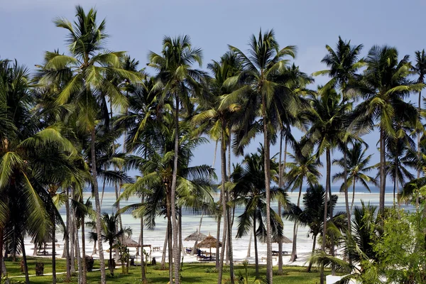 Palma e costa a zanzibar — Foto Stock