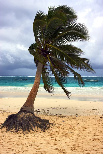 Seaweed and coastline in playa paradiso mexico — Stock Photo, Image